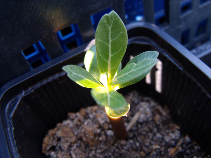 DSCF0002 - ADENIUM SI PLUMERIA asa arata acum