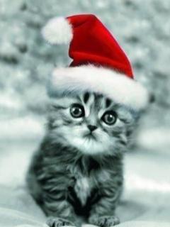 si eu sunt gata mami