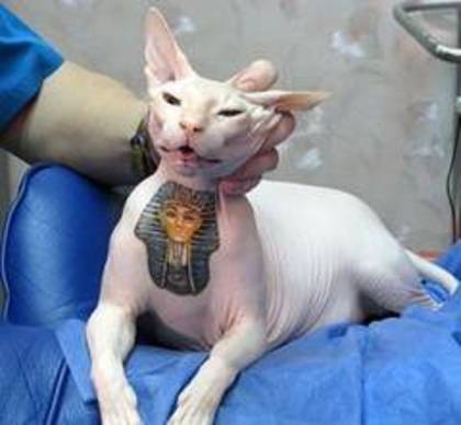 Tatuajele-pe-pisici--moda-cu-scandal-in-Rusia