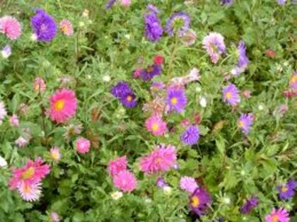 images - poze flori