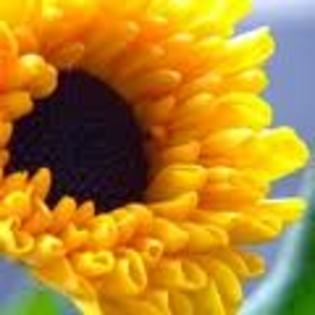 images (3) - poze flori