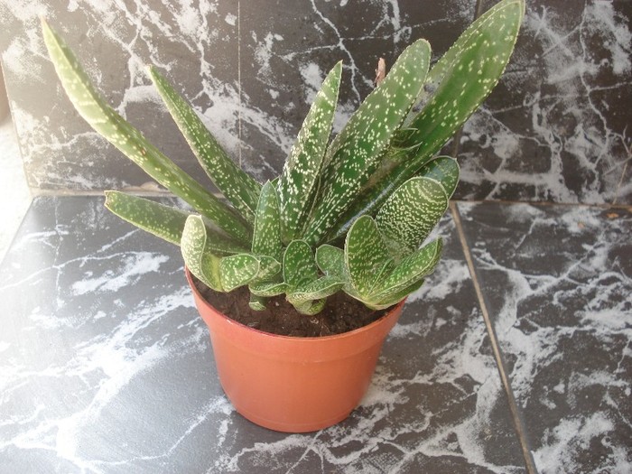 gasteria