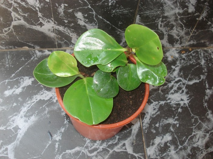 peperomia obtusifolia
