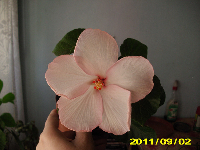 amur - hibiscus