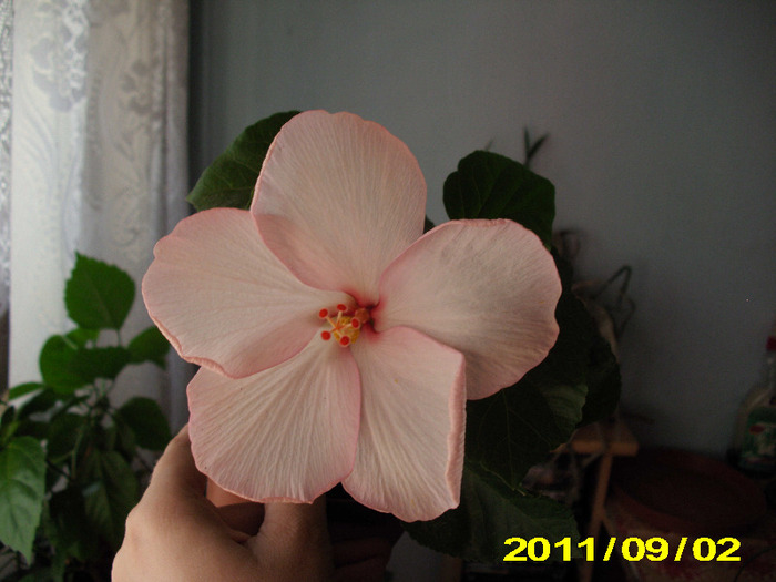 Picture 007 - hibiscus