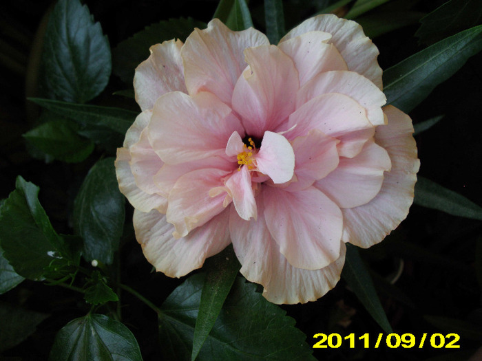 Picture 011 - hibiscus