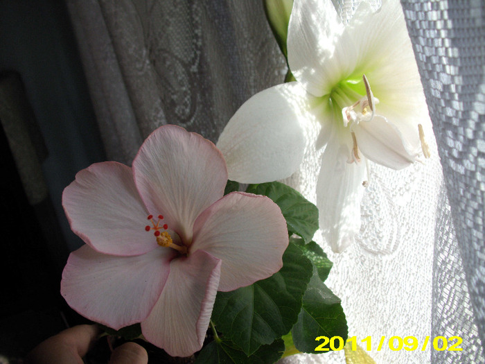 Picture 010 - flori