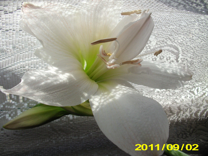 Picture 009 - flori