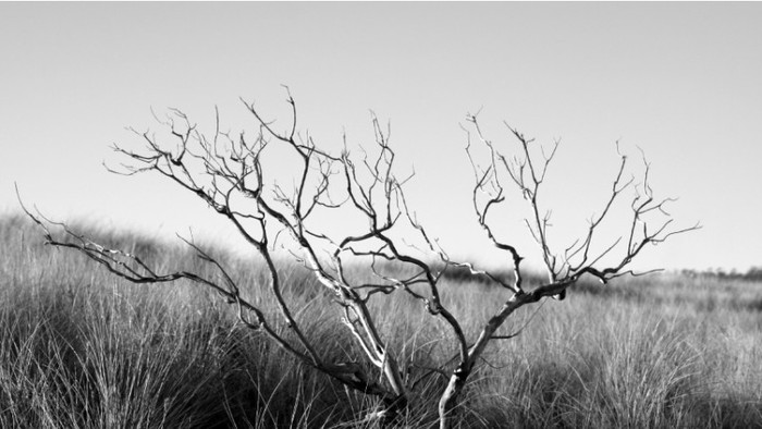 copac_uscat-852x480 - Wallpapere alb-negru