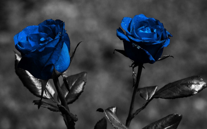 trandafiri_albastri-1280x800 - Wallpapere alb-negru