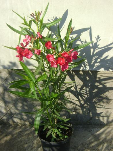 de la Gabiuta - Leandru 2011