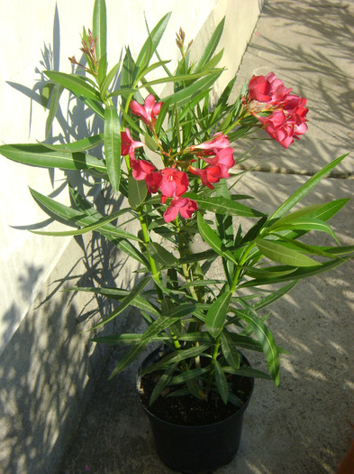 de la Gabiuta - Leandru 2011