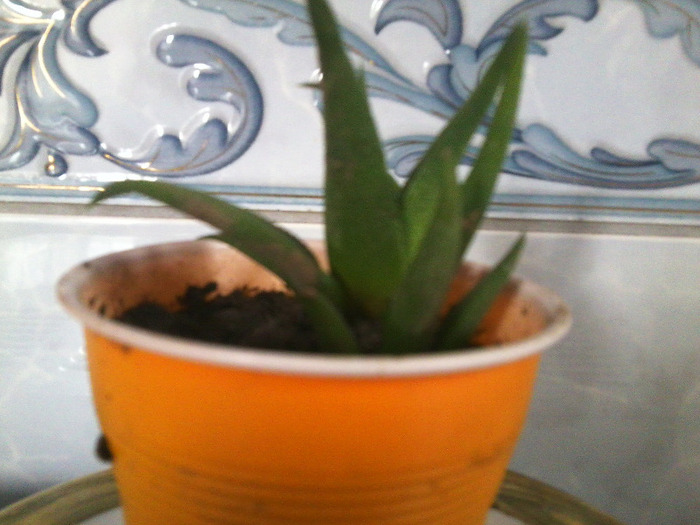 HAWORTHIA