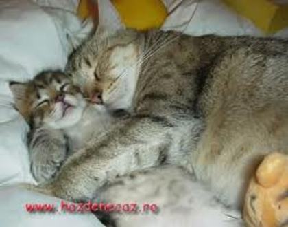 somnul cel dulce - pisici