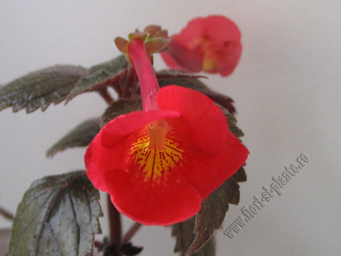 Achimenantha Inferno 2 - ACHIMENES I