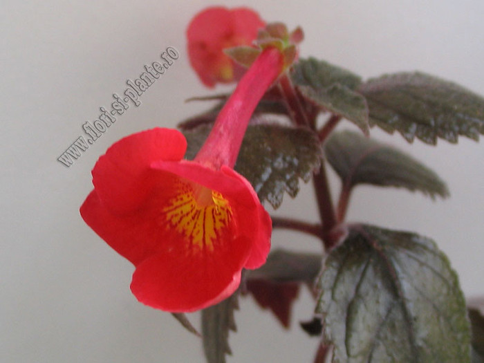 Achimenantha Inferno 3 - ACHIMENES I