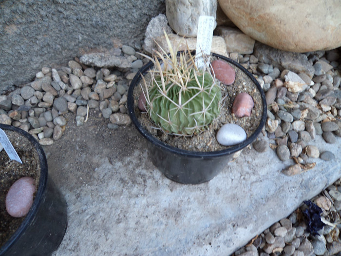 Echinofossula tricuspidatis 1