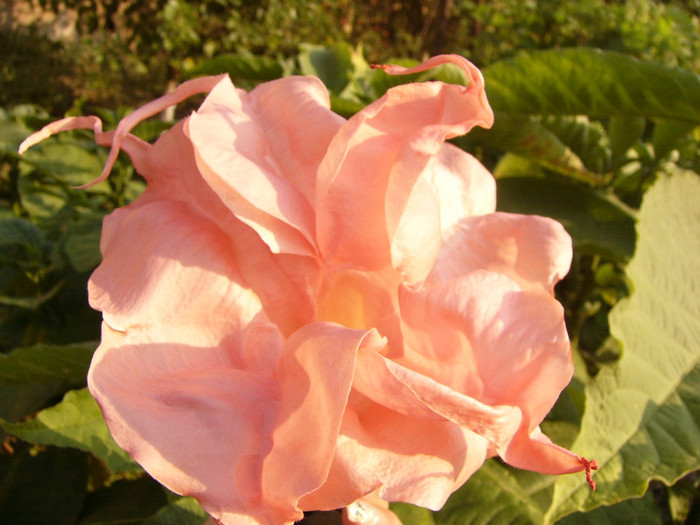 Dalen`s Pink Amour - Brugmansia