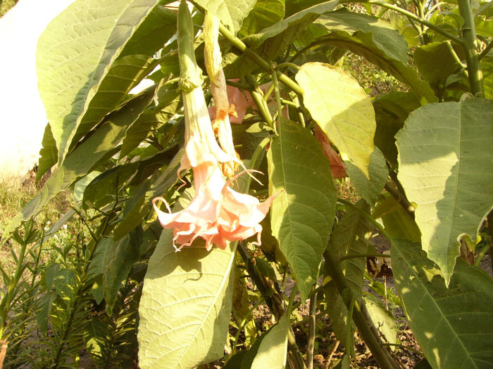 Dalen`s Pink Amour - Brugmansia