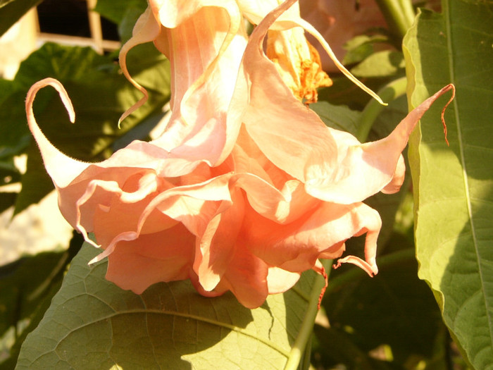 Dalen`s Pink Amour - Brugmansia