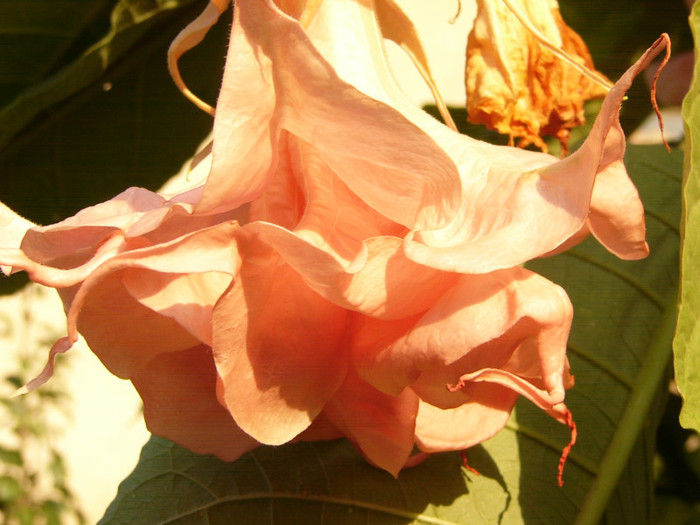 Dalen`s Pink Amour - Brugmansia