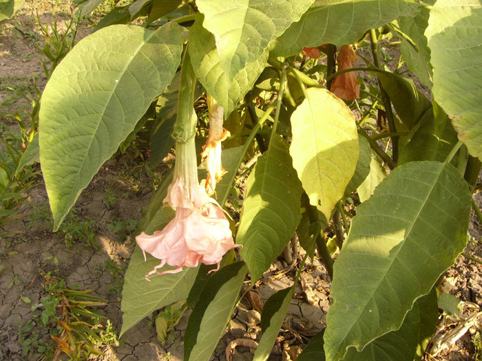 Dalen`s Pink  Amour - Brugmansia