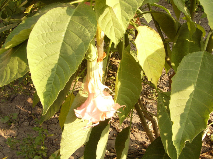 Dalen`s Pink Amour - Brugmansia