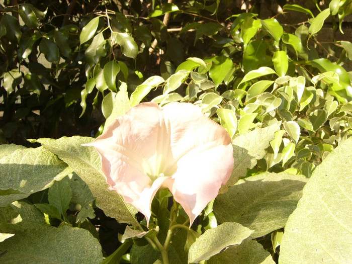 Brugmansia roz simpla