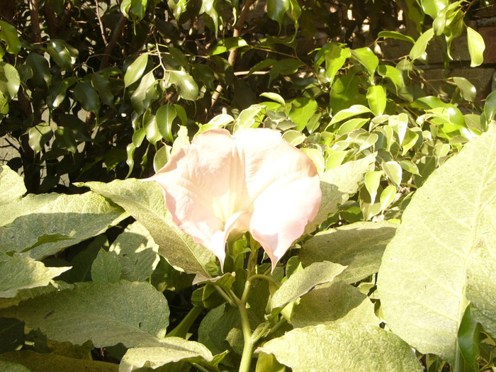 Brugmansia roz simpla - Brugmansia