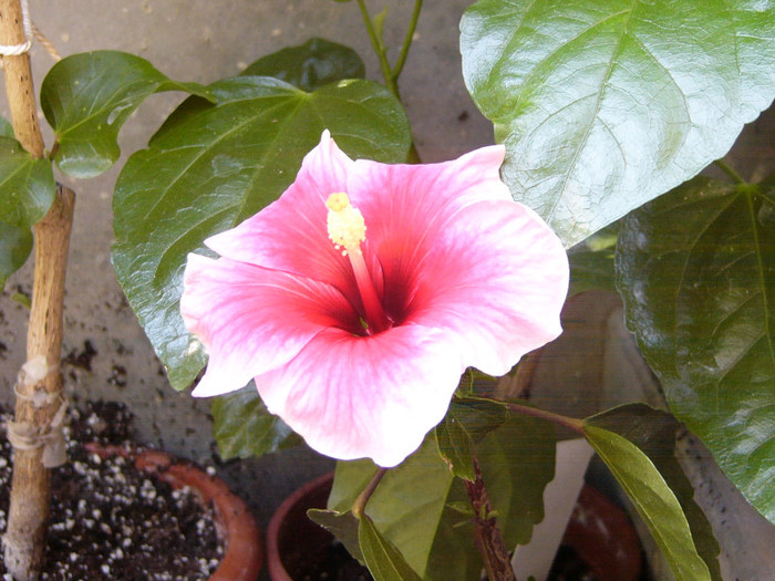 Pink Dream