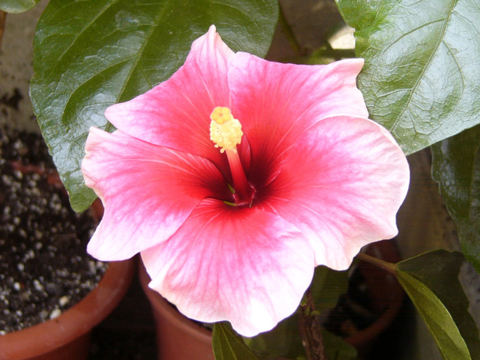 Pink Dream