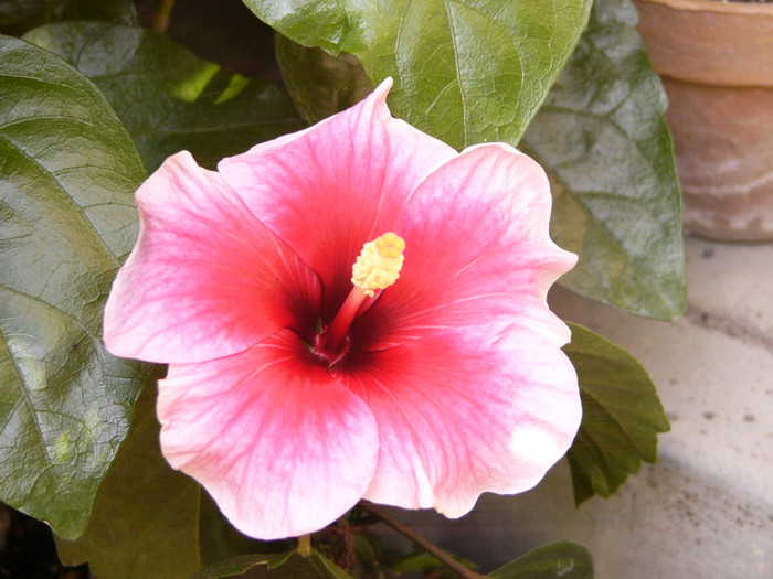 Pink Dream