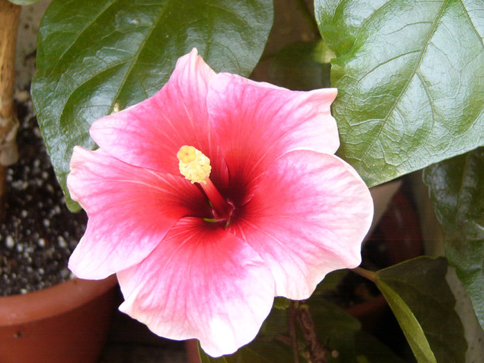 Pink Dream