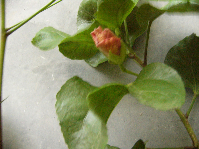P1160673