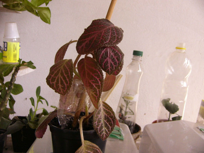 Kee Wee - Episcia