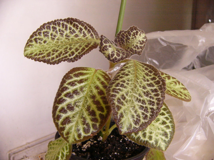 Silver Fog - Episcia