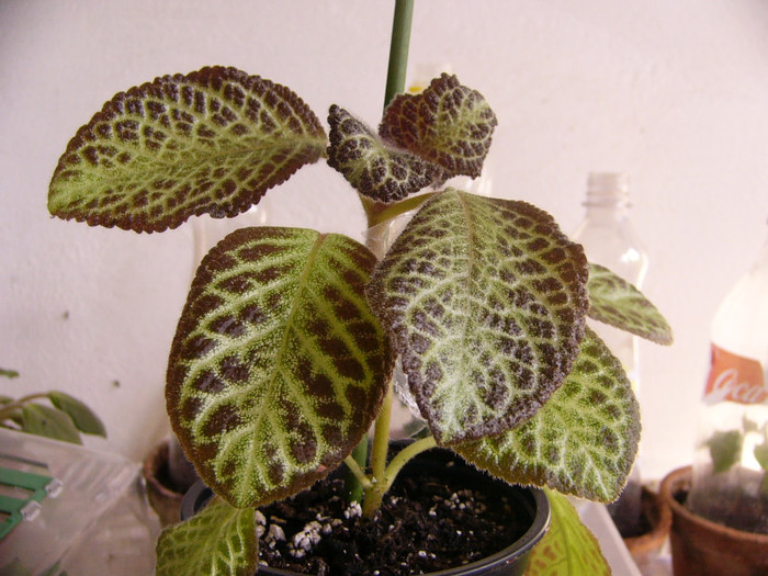 Silver Fog - Episcia