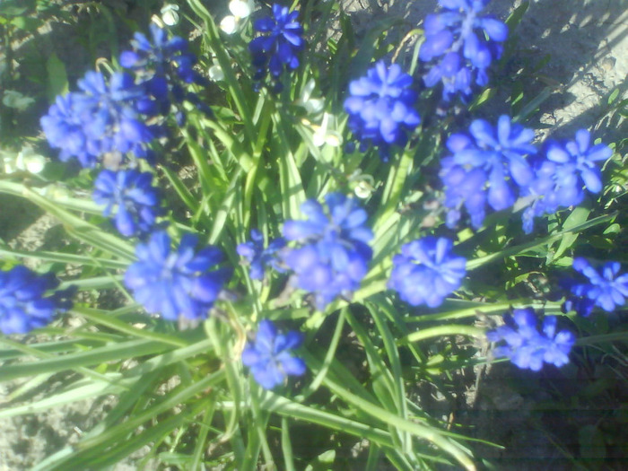 DSC05083 - muscari-de vanzare