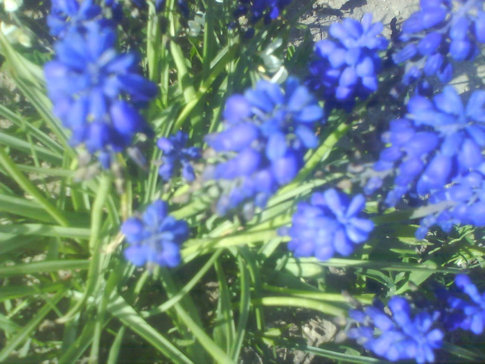 DSC05089 - muscari-de vanzare