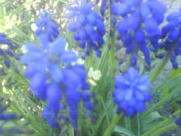 DSC05092 - muscari-de vanzare