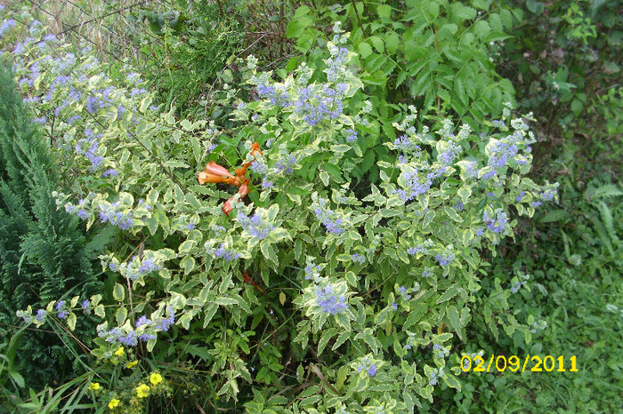 caryopteris incana cary - Arbusti diversi din gradina mea