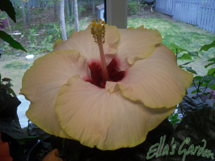 Jasmina - 2011 Hibiscus