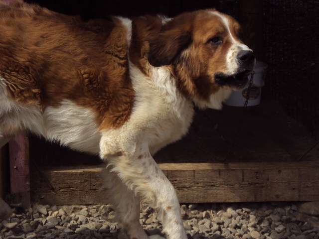 MASCUL rasa SAINT BERNARD - CAINELE UNUI VECIN- 02