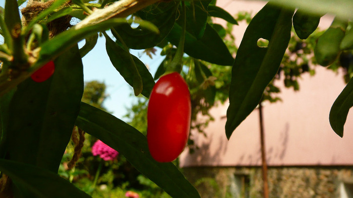 P1250157 - 2- Goji and Gynostemma September 3rd 2011