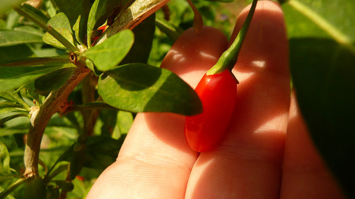 P1250159 - 2- Goji and Gynostemma September 3rd 2011