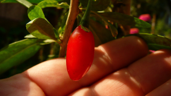 P1250160 - 2- Goji and Gynostemma September 3rd 2011