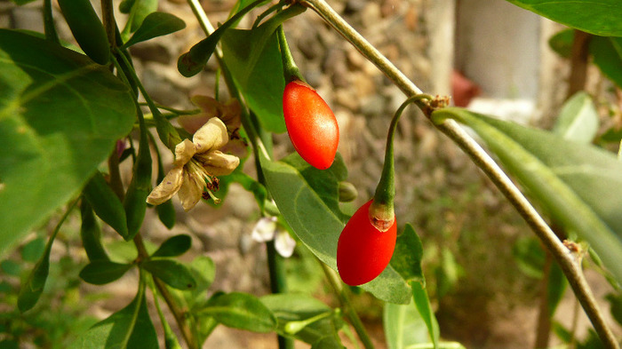 P1250164 - 2- Goji and Gynostemma September 3rd 2011