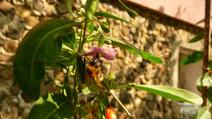 P1250169
