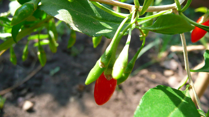 P1250177 - 2- Goji and Gynostemma September 3rd 2011