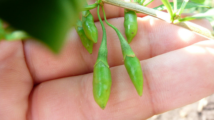 P1250178 - 2- Goji and Gynostemma September 3rd 2011